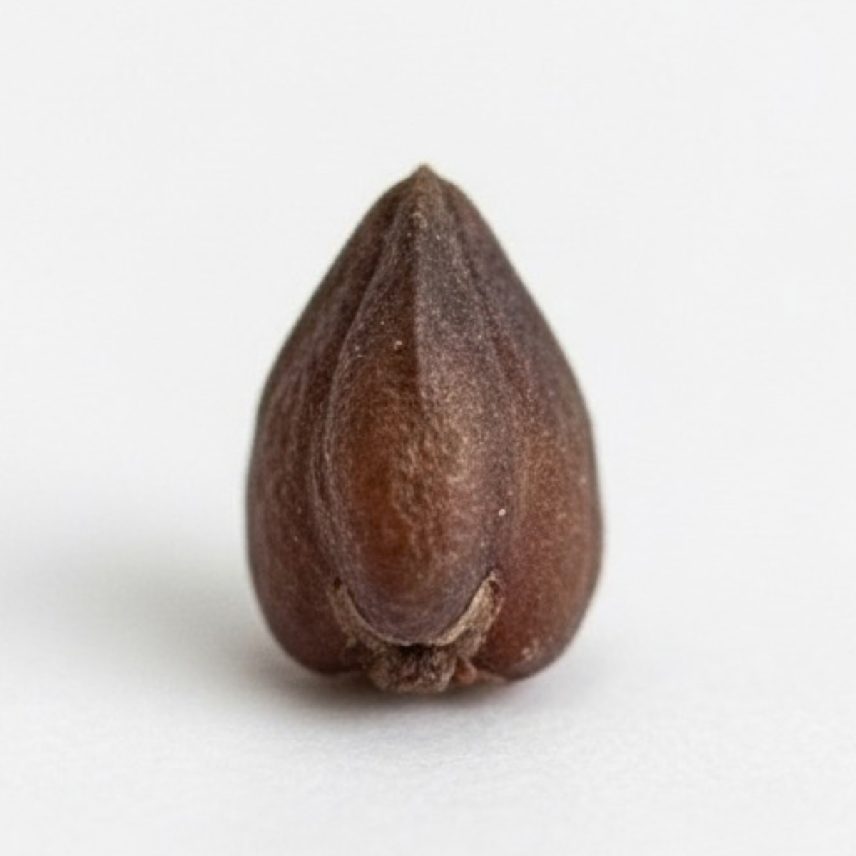 Soil. Seed. Sprout. Study: The Story Behind Big Bold Health + the World's Most Powerful Polyphenol Food