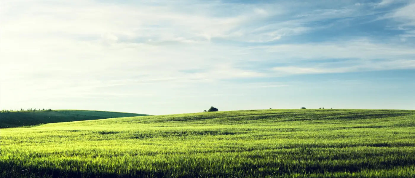 Why we believe in regenerative agriculture