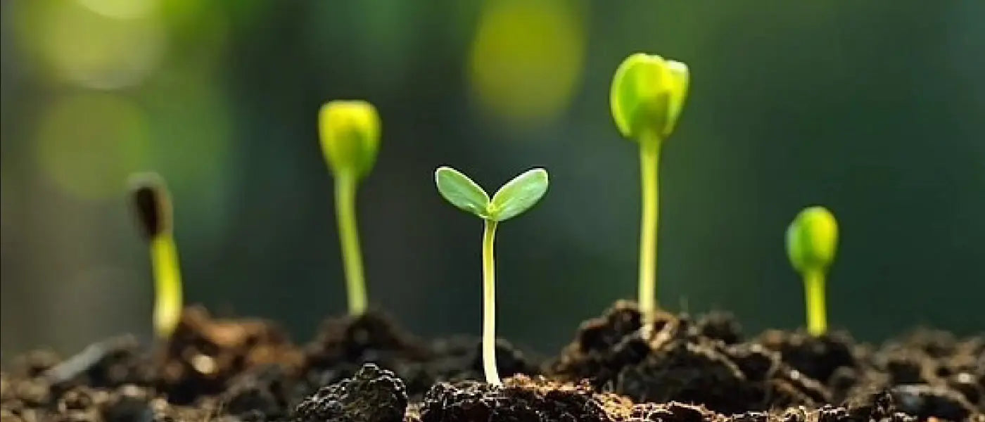 How plants train immunity