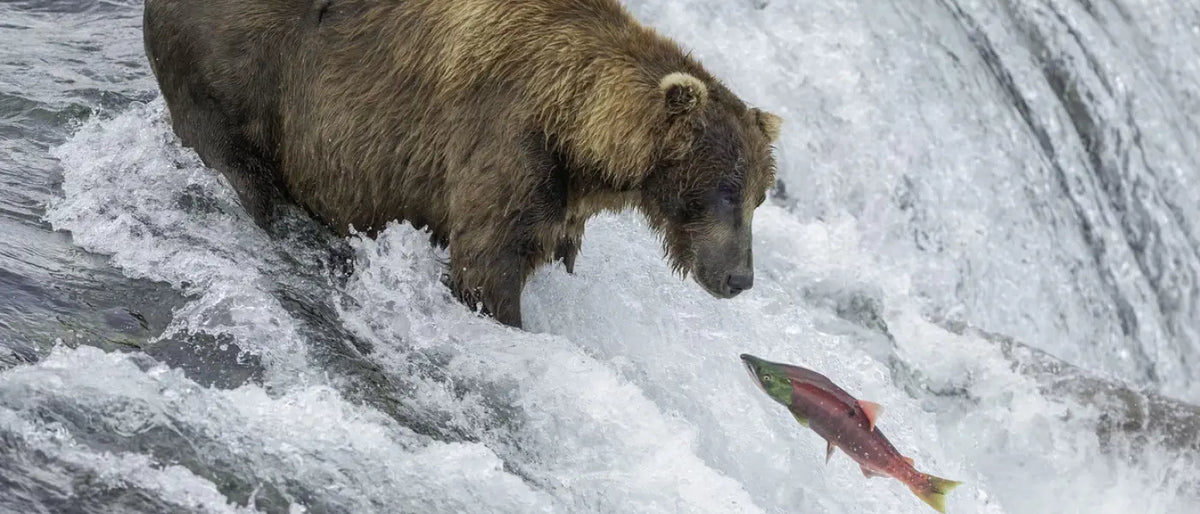 Omega-3s, Mental Wellness, and Immunity