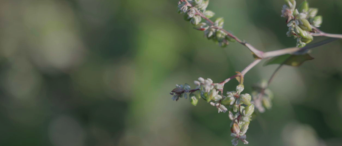 How does Himalayan Tartary Buckwheat Differ From Other Types of Buckwheat?
