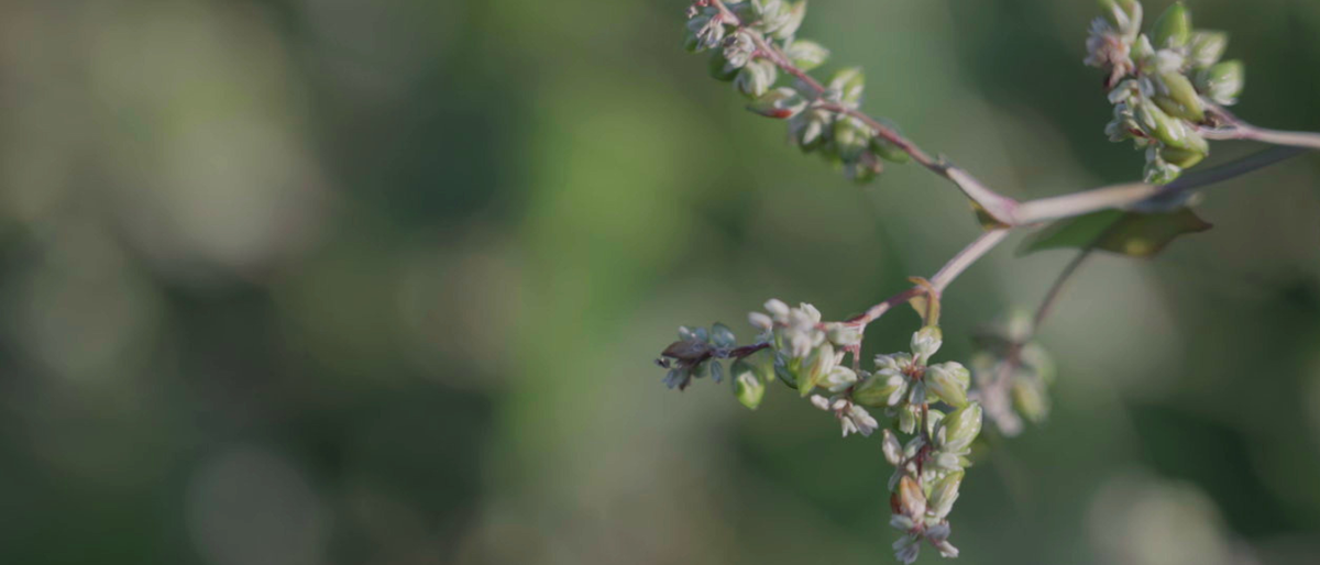 How does Himalayan Tartary Buckwheat Differ From Other Types of Buckwheat?