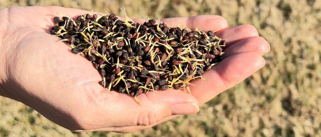 The Power of Sprouting Seeds