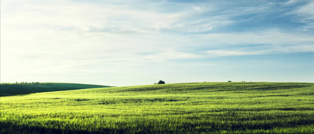 Why we believe in regenerative agriculture